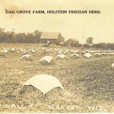 Postcard, Oak Grove Farm, Holstein Friesian Herd