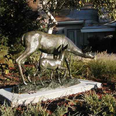 Doe and Fawn photos