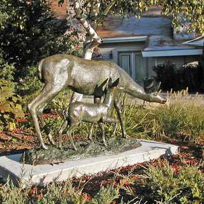 Doe and Fawn photos