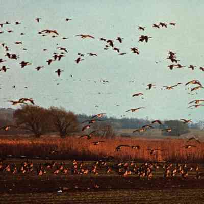 Postcard, Marsh, Geese, #103354