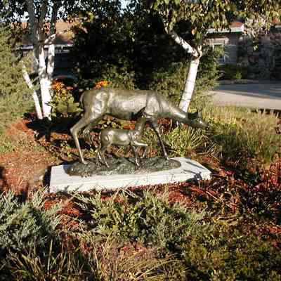 Doe and Fawn photos