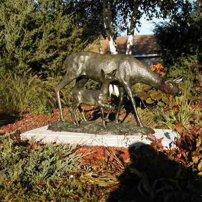 Doe and Fawn photos