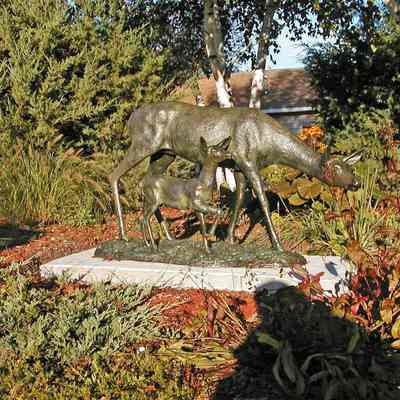 Doe and Fawn photos