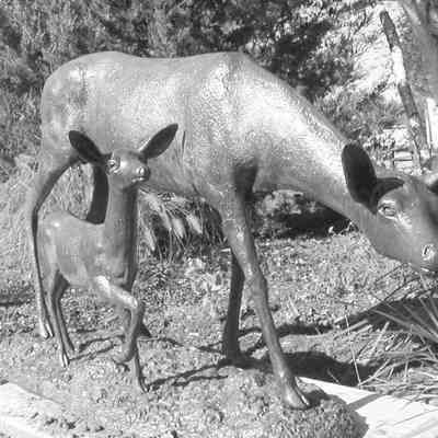 Doe and Fawn photos