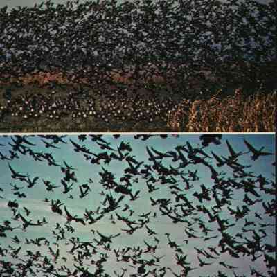 Postcard, Marsh, Geese, #101135