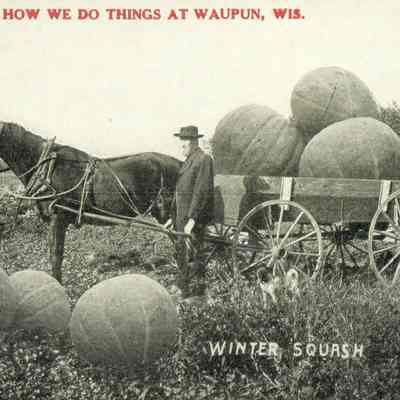 Johnson Postcard, comic "Winter Squash."