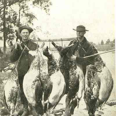 Postcard, A S Johnson, Some Ducks, How We Do Things at Waukegan, Ill