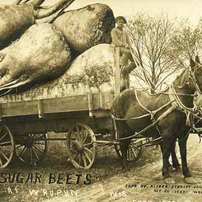Johnson Postcard, comic "Sugar Beets"