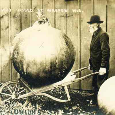 Johnson Postcard, comic "Onions."