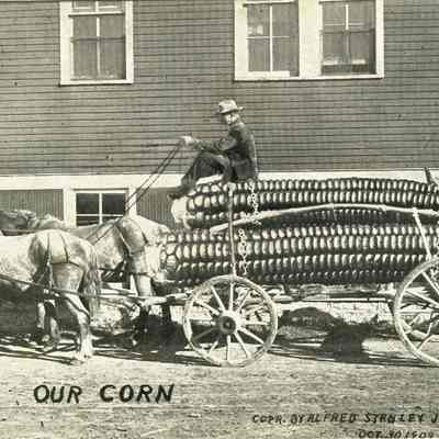 Postcard, A S Johnson, Our Corn, 1909