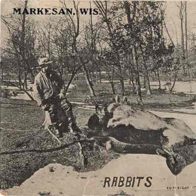 Postcard Rabbits