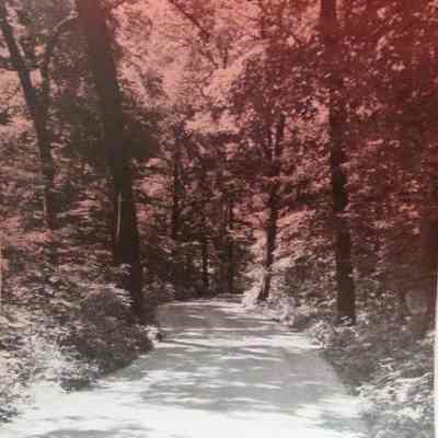 Photograph, County Park Road through Woods
