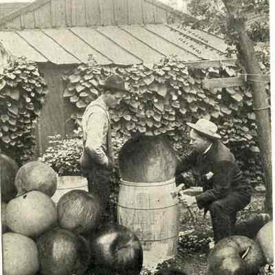 Postcard, A S Johnson, Apples, 1911