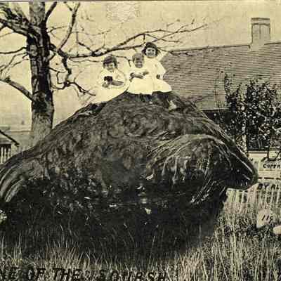 Postcard, A S Johnson, One of the Squash, 1910