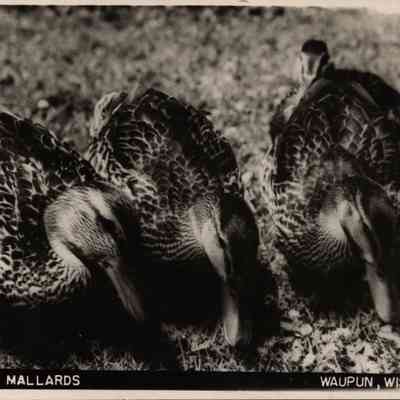 Postcard, Marsh, Wild Black Mallards, #59-464