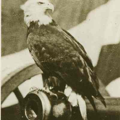 Old Abe War Eagle