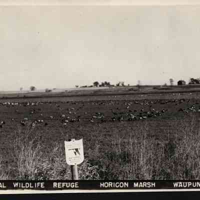 Postcard, Marsh, National Wildlife Refuge, #59-483