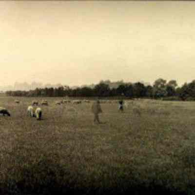 Photograph, J.A. Kastein Jr., Farm Fields