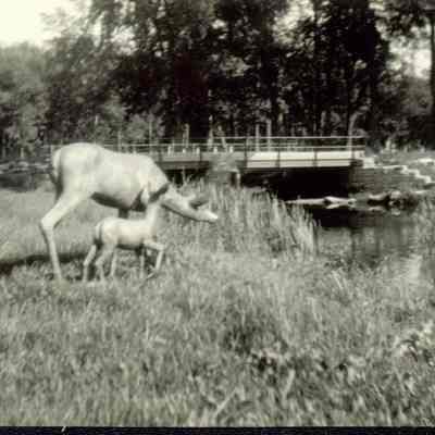 Photograph, Statue, Doe and Fawn, Rock River Country Club