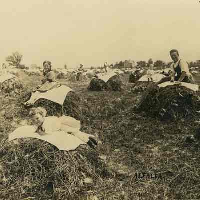 Photograph, Alfalfa Field, 1913