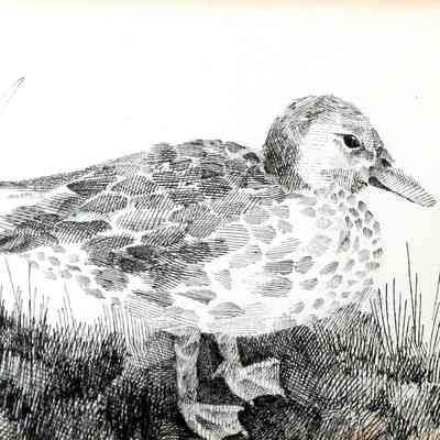 Amorous Duck Pen And Ink