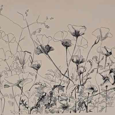 Poppy Pen And Ink