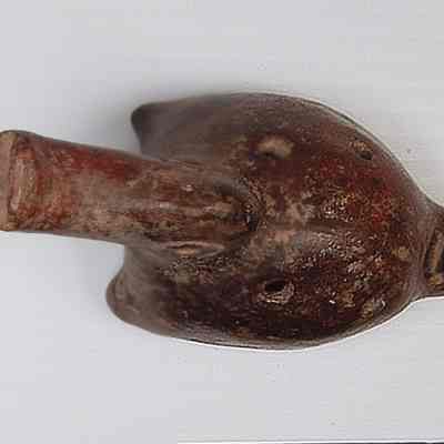 Indigenous Duck