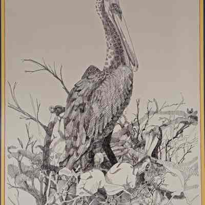 Pelican Pen And Ink