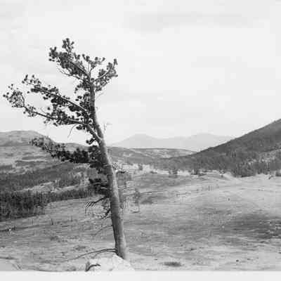Photo 3: Lone tree in foreground and road.
