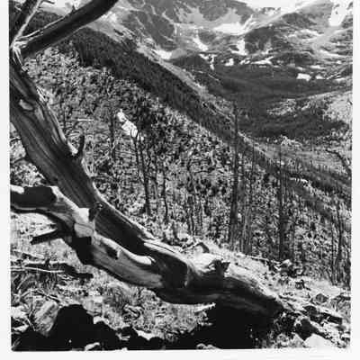 Looking south from the east ridge above Mammouth basin shows the north face of James Peak and the topography at the upper end of the basin. In the foreground trees still stand from a forest fire which swept the area in the 1890s.: Photo by Don Kemp 1944