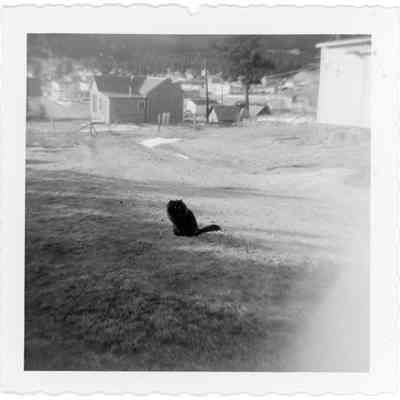 Cat and view of Gillaspie House Museum building