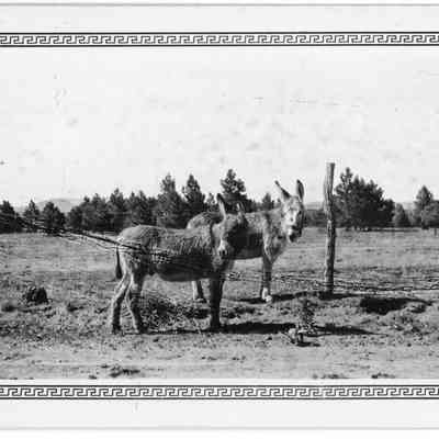 Two burros