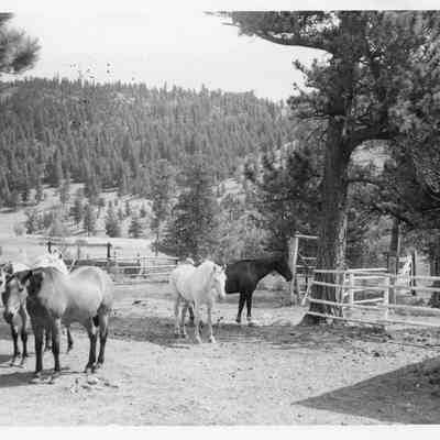 14. Horses at Thunderbird Stables. Two copies of photo.