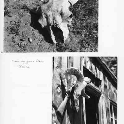 Page 11: From bygone Days: Relics.  This mountain sheep skull was found by Donald Kemp in the boulder field above Devils Thumb Lake near the summit of the Continental Divide 9 miles west of Eldora, Colo.