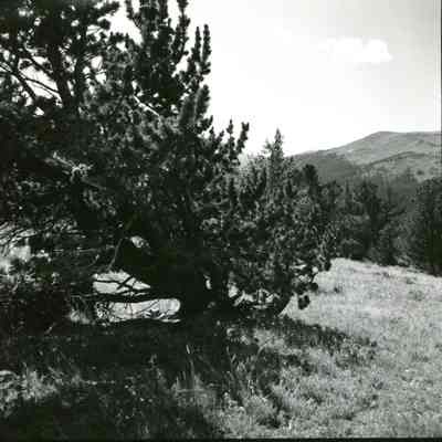 2.