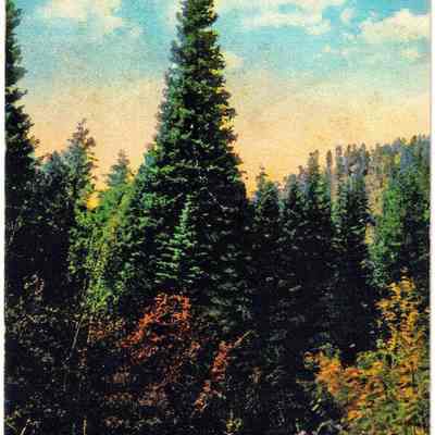 2. Perfect Tree in the Canon, Boulder, Colo.: Hand-colored