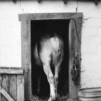 Harpers Ferry Park Horse, October 1985