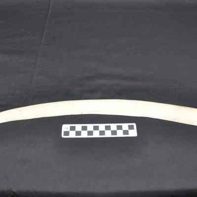 Ivory tusk, probably walrus