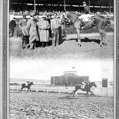 "Honest Knave" at Bowie Race Track