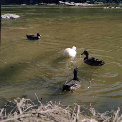 Harpers Ferry ducks