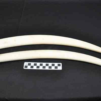 Two curved ivory tusks, probably walrus