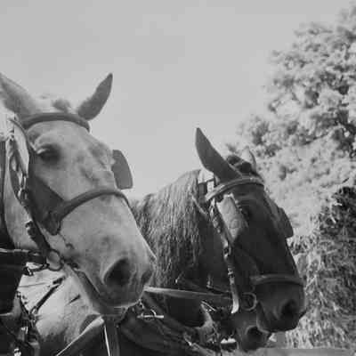 Horses at Oliver M. and Agnes Merchant’s farm in Bardane