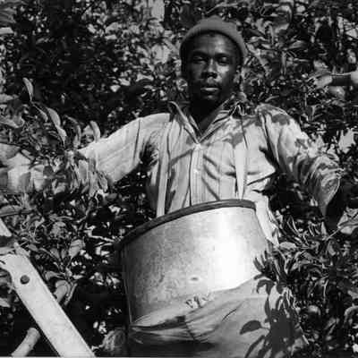 Jamaican, Twin Ridge Orchards, September 1985