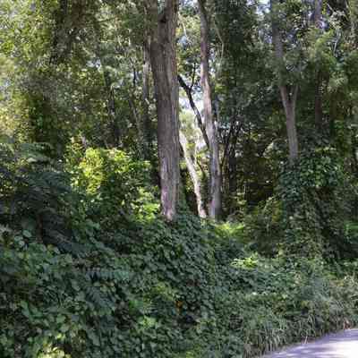 Site of Eagle Ave School