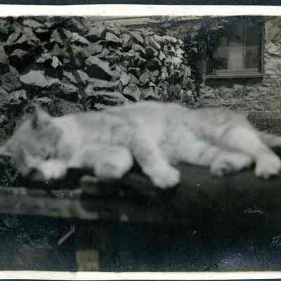 Unidentified cat (ARC499-10)