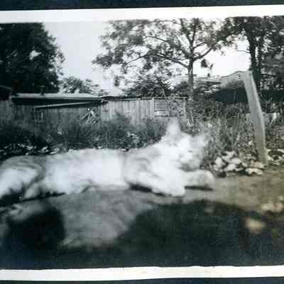 unidentified cat (ARC499-16)