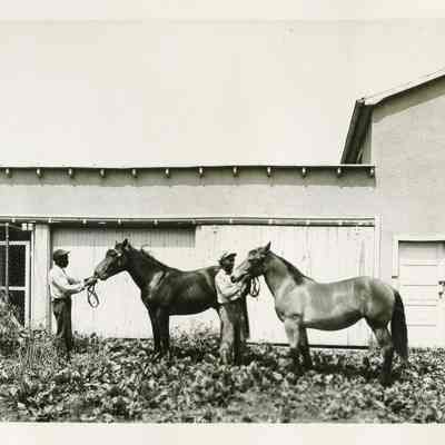 Horses at Gap View Farm