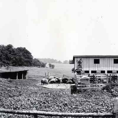 Hog pen at Gap View Farm