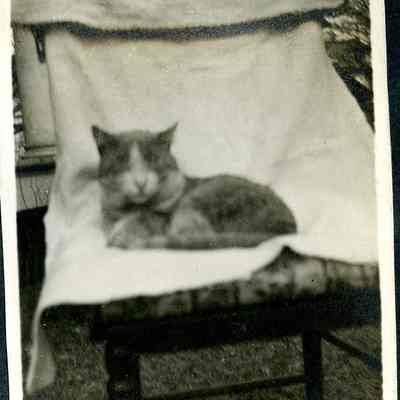 unidentified cat (ARC499-19)