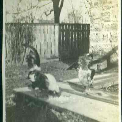 chickens (ARC499-20)